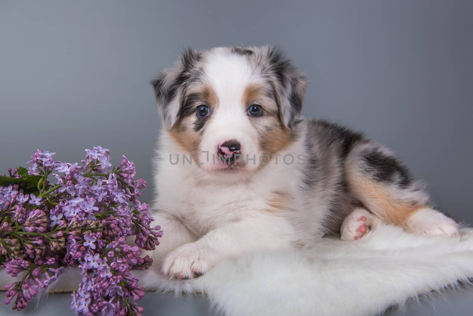 Red Merle Australian Shepherd puppy dog portrait with copper points, six weeks old, sitting with lilac flowers in front of light gray background.