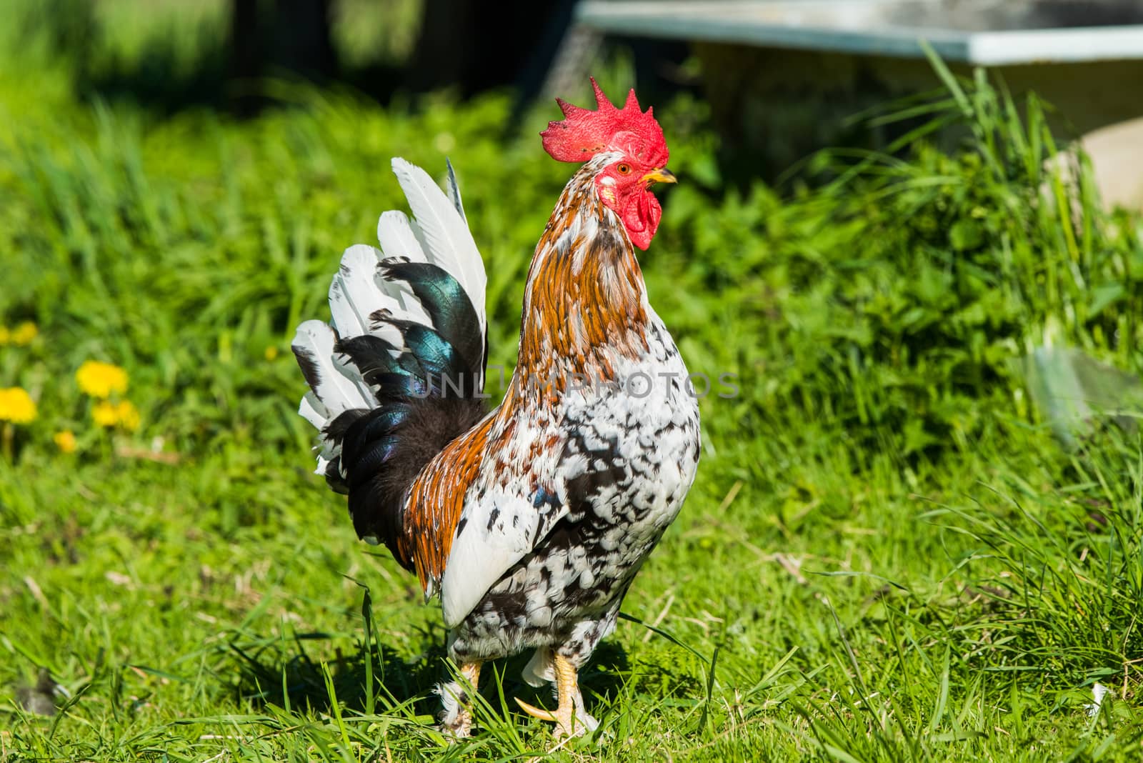 A rooster walks on the green grass