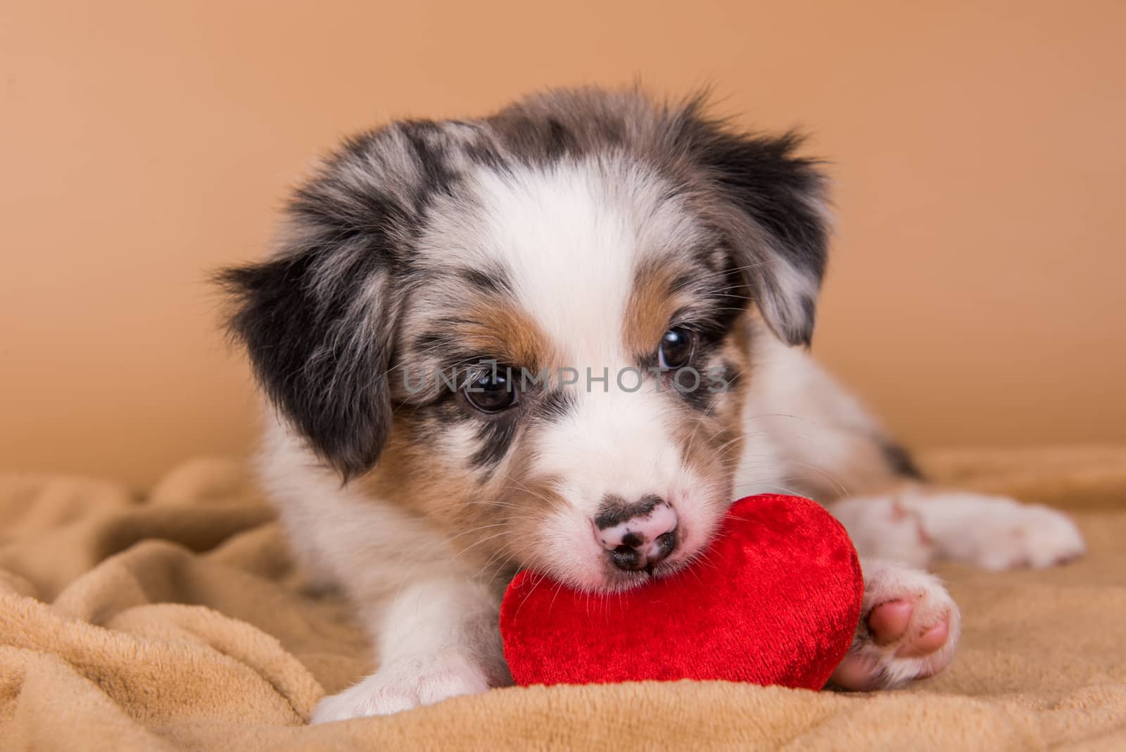 Red Merle Australian Shepherd puppy with copper points, six weeks old, sitting with red heart in front of light brown background