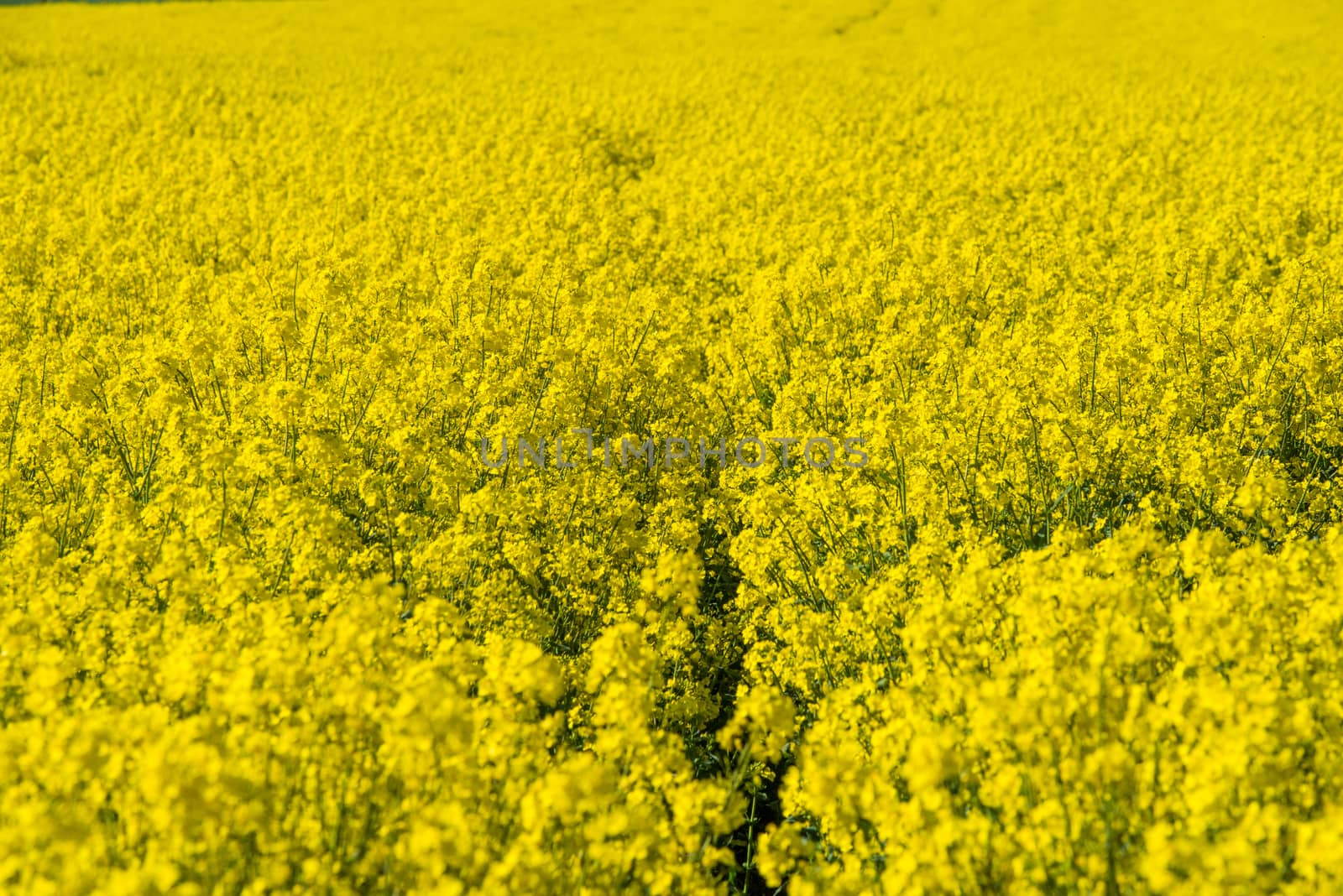 Beautiful yellow flowers blooming rapeseed field.