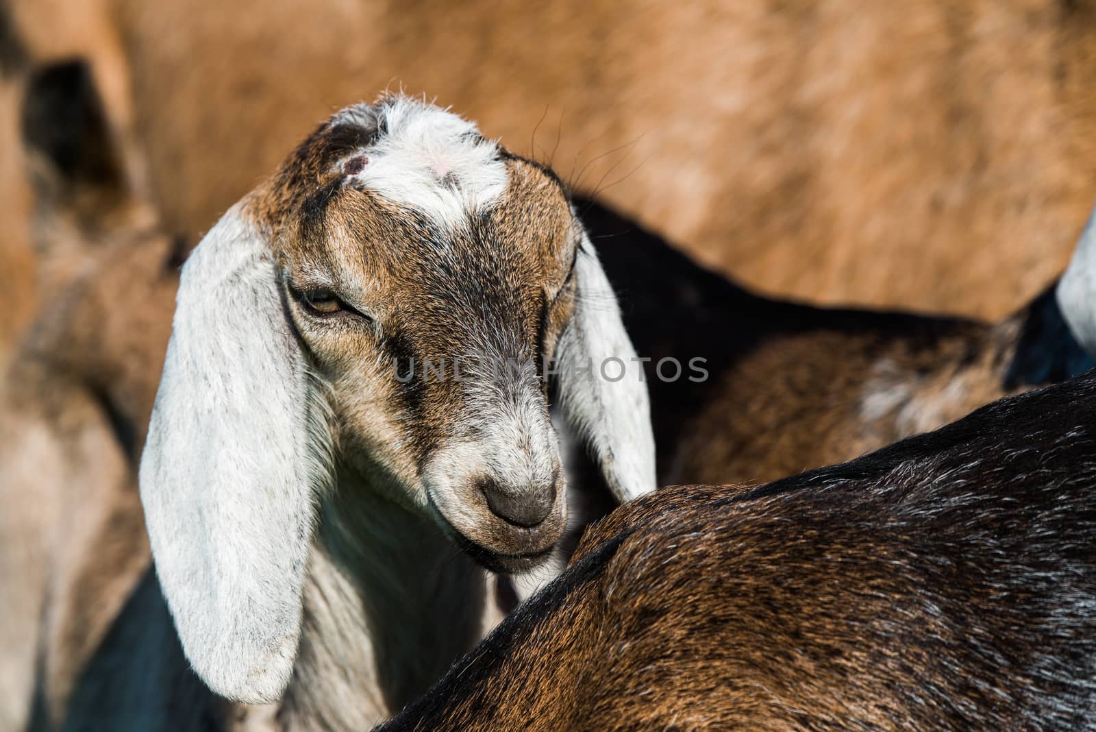south african boer goat or goatling doeling portrait on nature outdoor