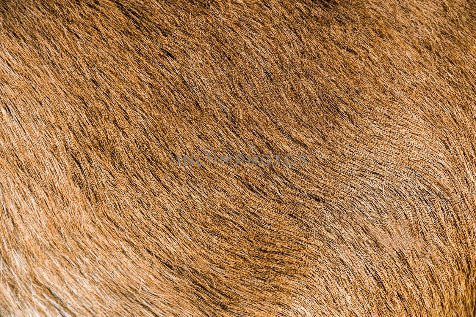 Goat brown fur background skin natural texture.