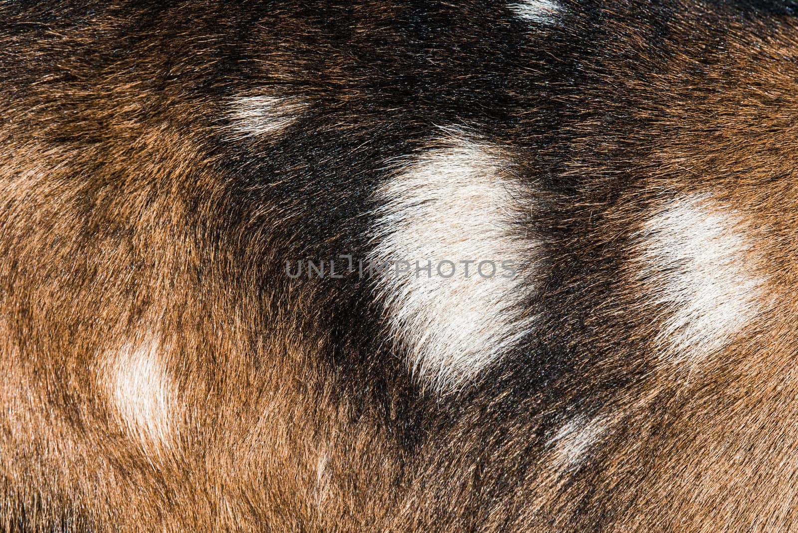 natural texture goat skin brown with spots by infinityyy