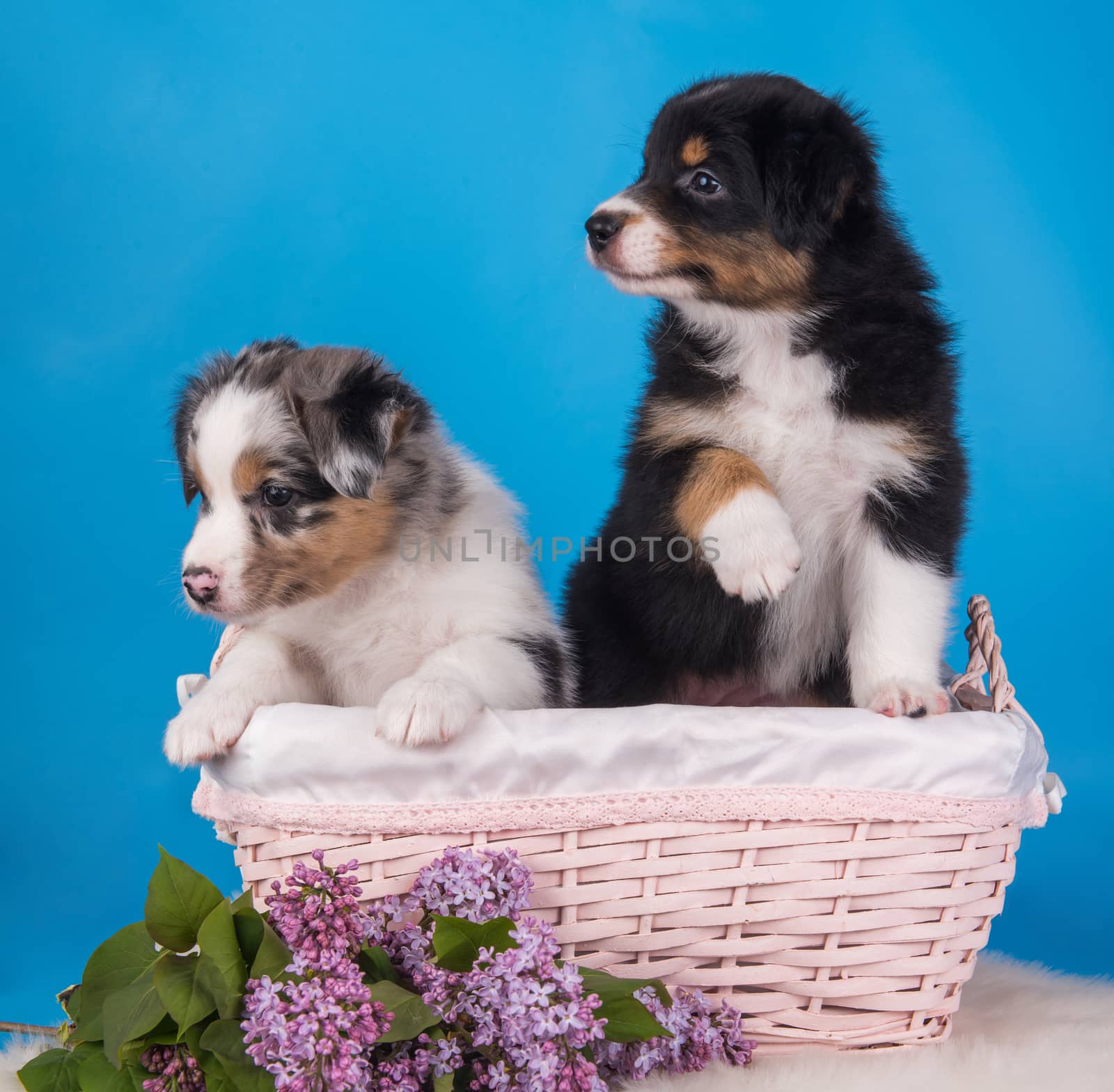 Two Australian Shepherd puppies dogs tri-color black, brown and white and merle six weeks old, sitting inside basket with lilac flowers on light blue background.