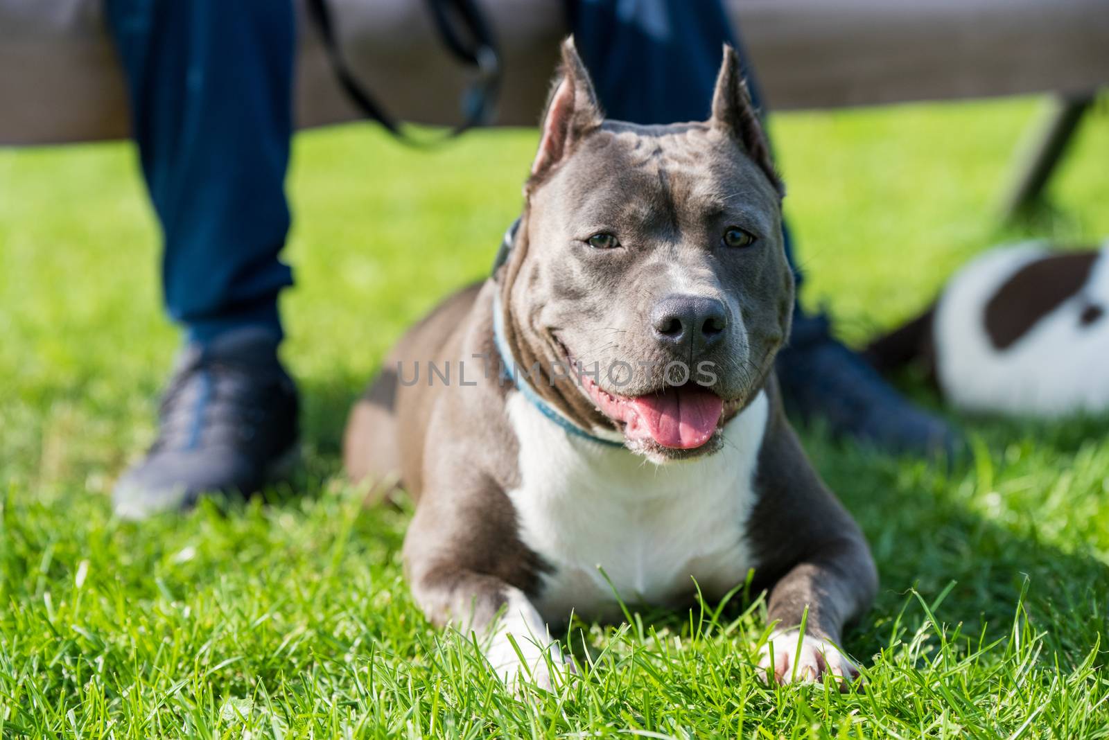 Female blue brindle American Staffordshire Terrier dog or AmStaff closeup on nature