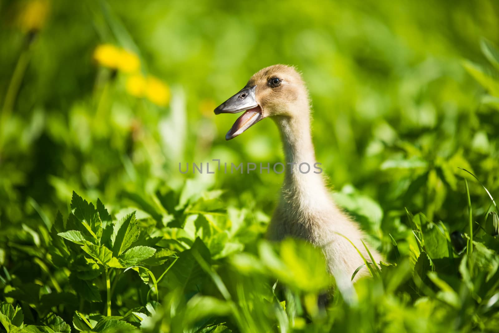 Little domestic gray duckling sitting in green grass with yellow dandelions.