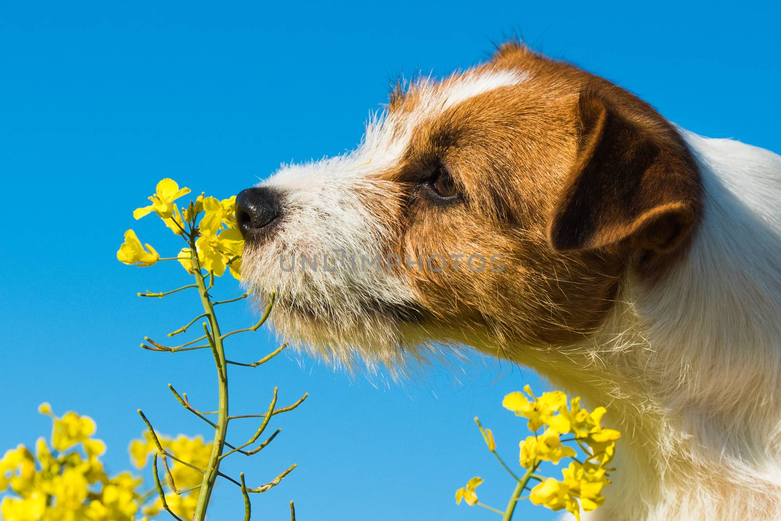 jack russell dog sniffing yellow wraps flowers outside