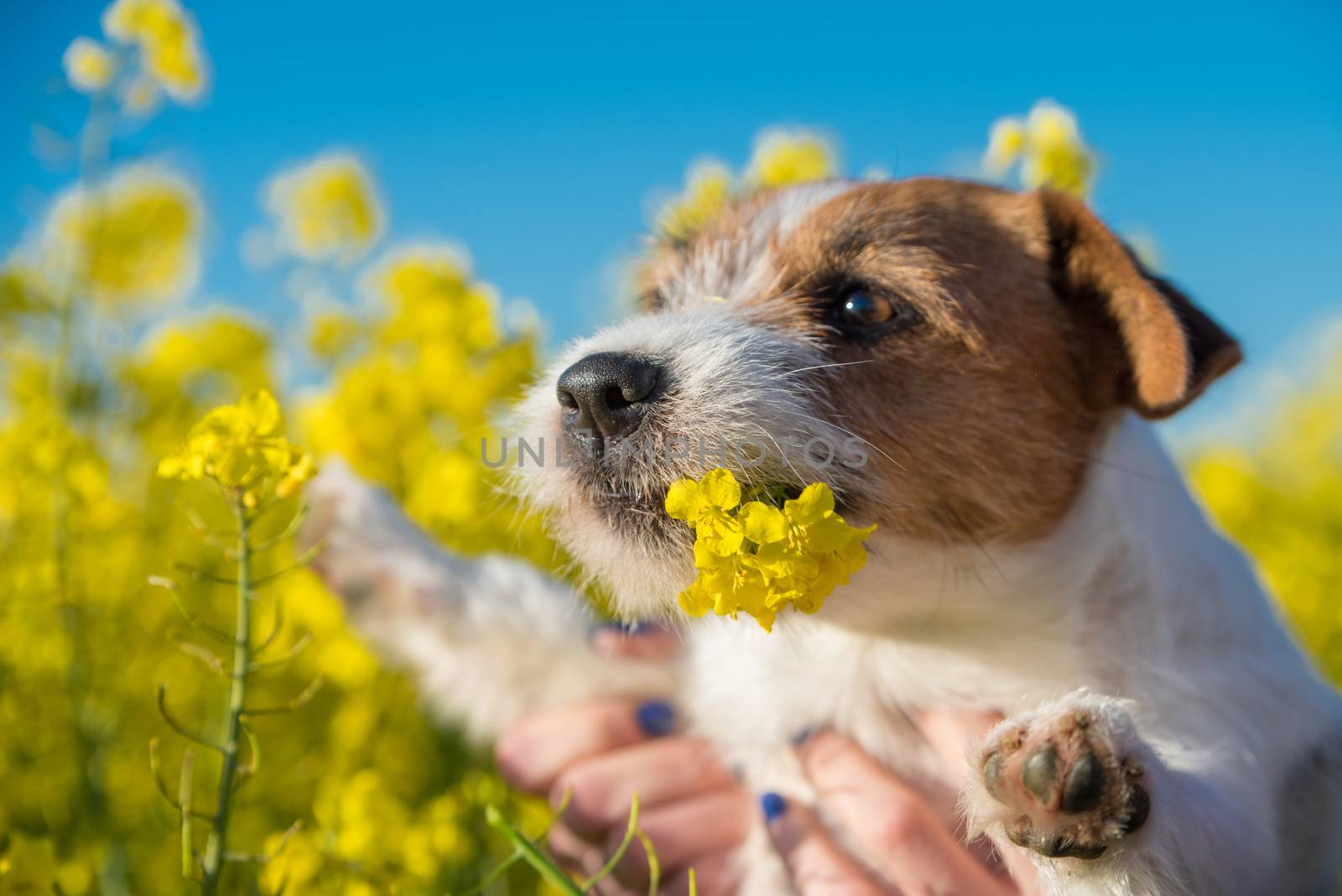 jack russell dog sniffing yellow wraps flowers outside