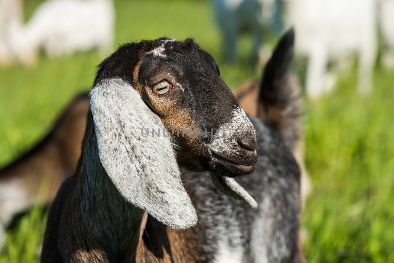 south african boer goat doeling portrait on nature by infinityyy