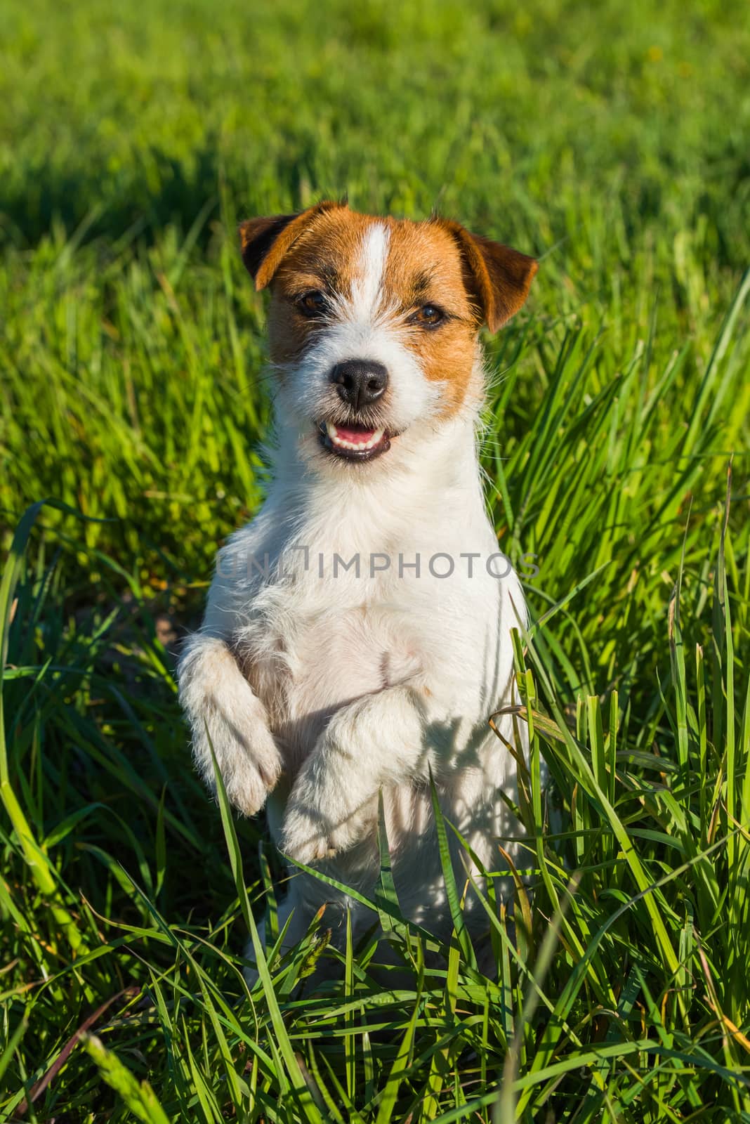 Jack Russell Dog sits on the green grass smiling by infinityyy