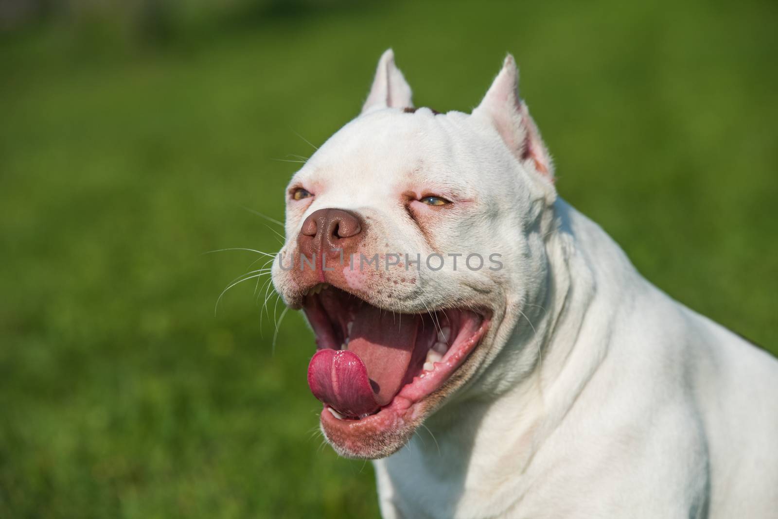 White American Bully puppy dog yawns or laughs on green grass. Medium sized dog with a compact bulky muscular body, blocky head and heavy bone structure.