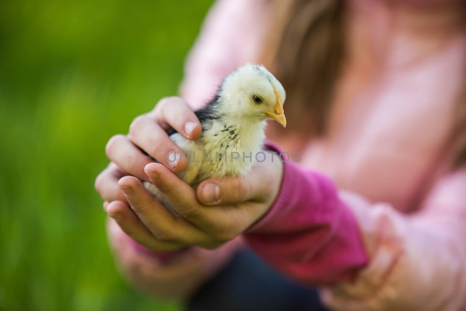Little chicken in children s hands on nature outdoor