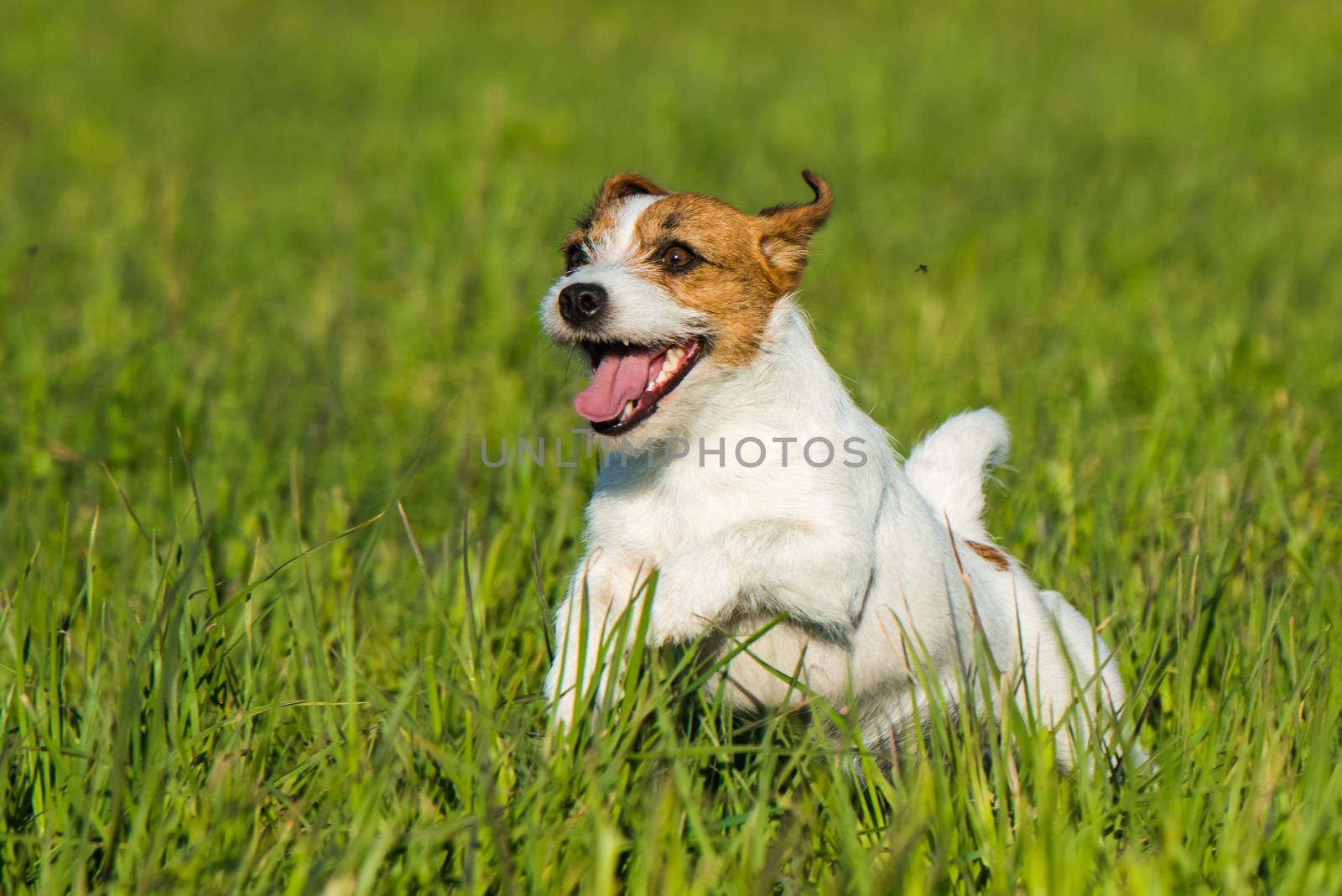 Happy funny Jack Russell Dog playing, running and jumping on the green grass