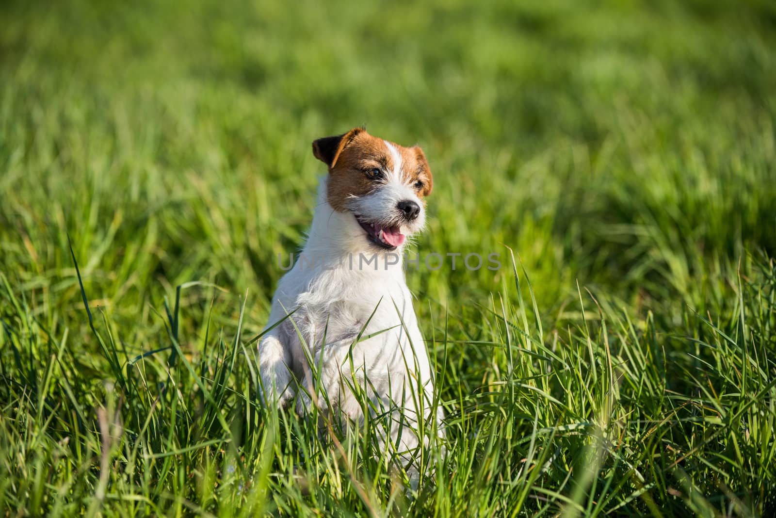 Jack Russell Dog sits on the green grass smiling.