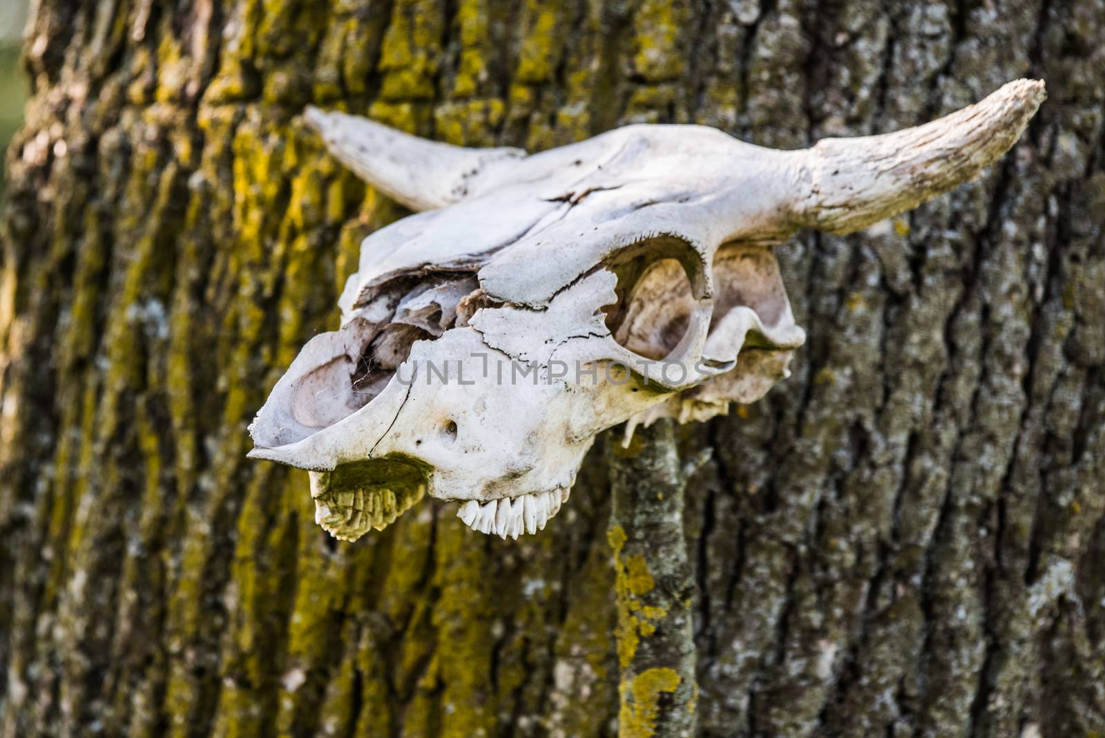 cow head skeleton. Horned cow head skeleton hanging on wood.