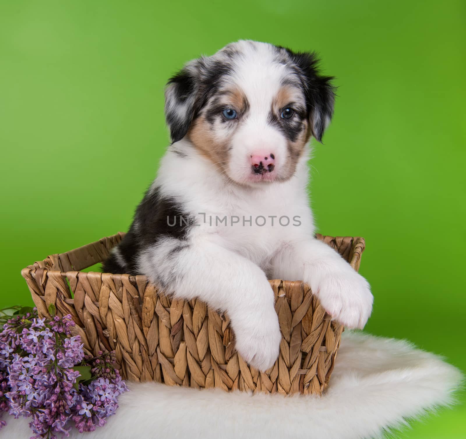 Red Merle Australian Shepherd puppy dog portrait with copper points with blue eyes, six weeks old, sitting inside a basket with lilac flowers in front of green background.