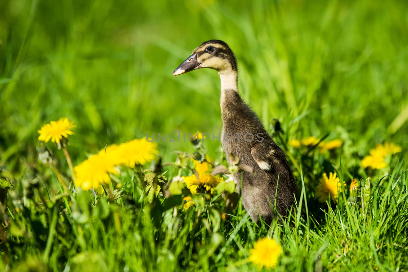 Little domestic gray duckling sitting in green grass with yellow dandelions.