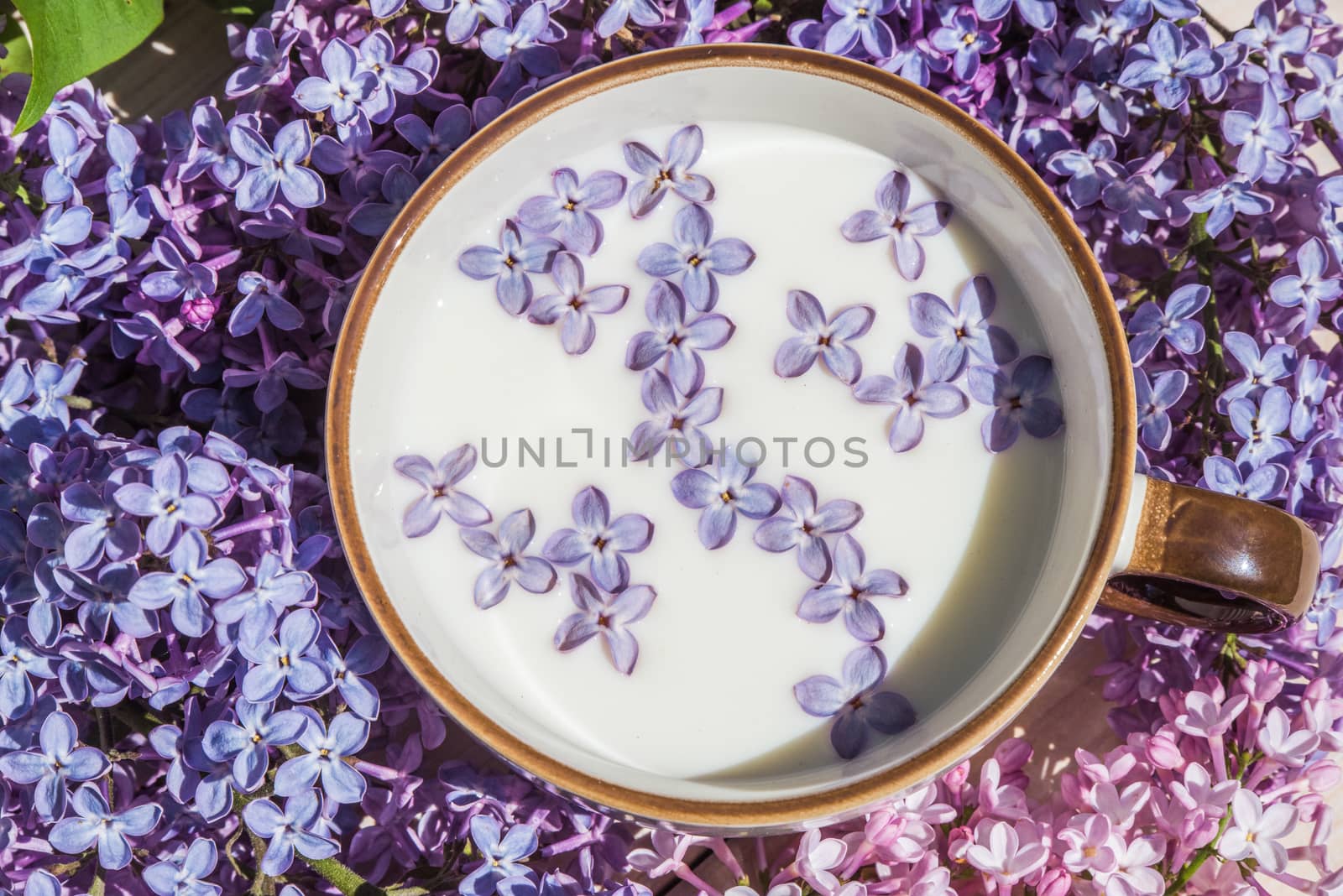 Cup with milk and small purple lilac flowers by infinityyy