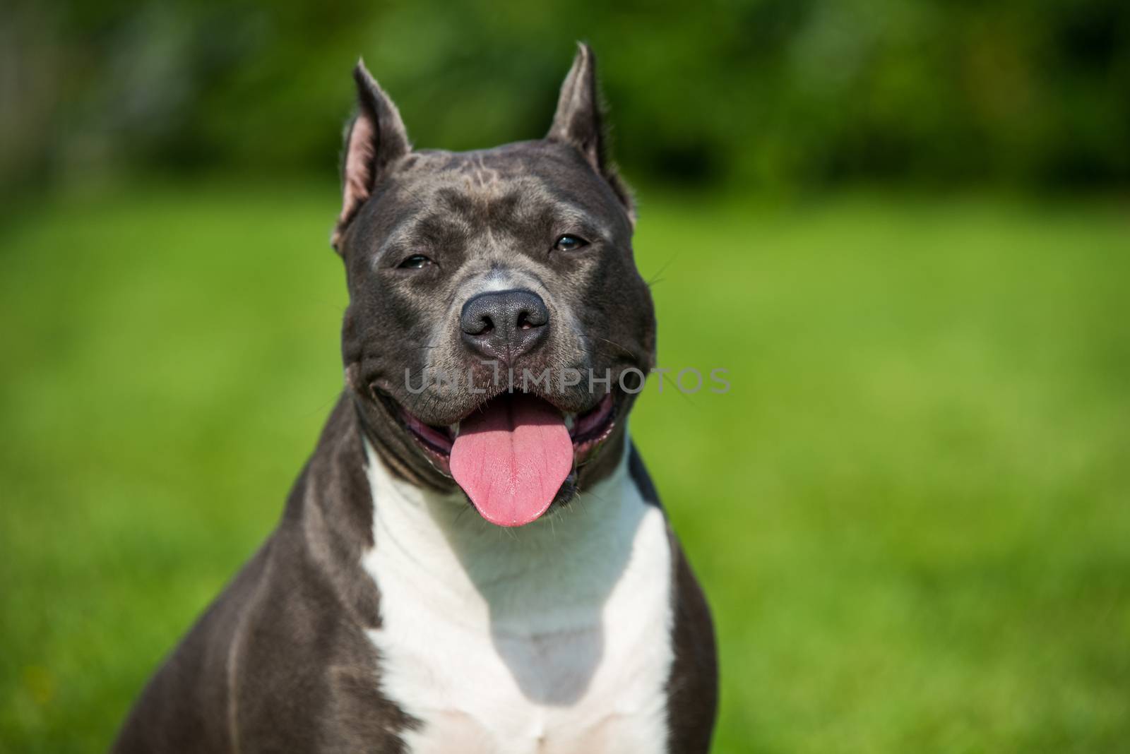 Female blue brindle American Staffordshire Terrier dog or AmStaff closeup on nature