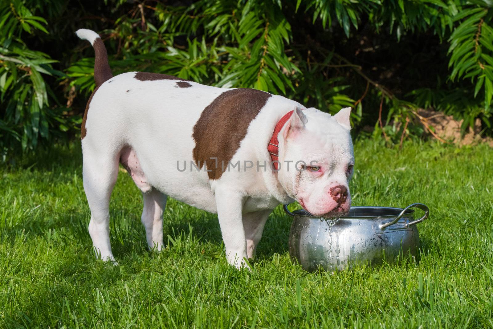 White American Bully puppy dog are drinking water on green grass. Medium sized dog with a compact bulky muscular body, blocky head and heavy bone structure.