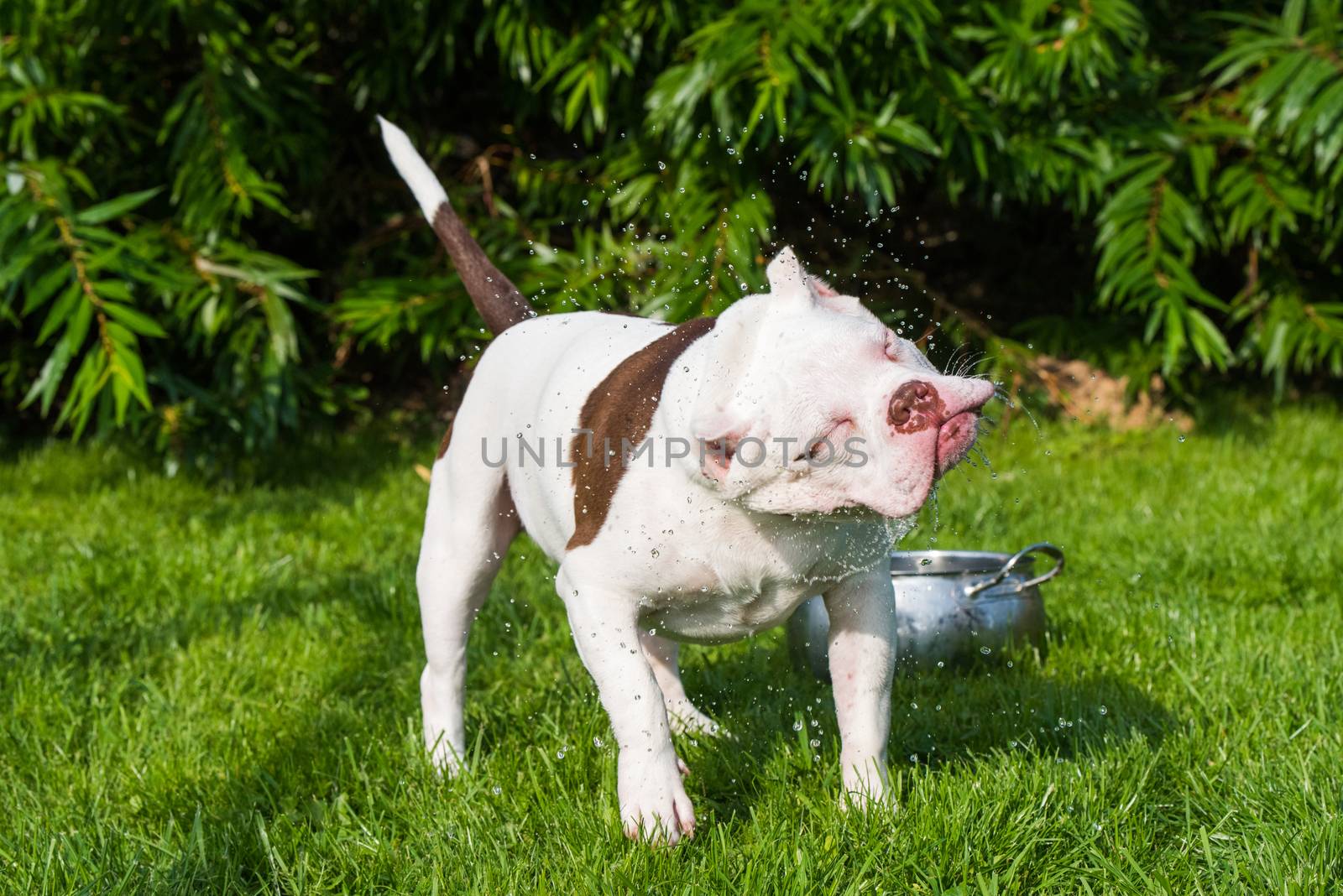 White American Bully puppy dog are drinking water on green grass. Medium sized dog with a compact bulky muscular body, blocky head and heavy bone structure.