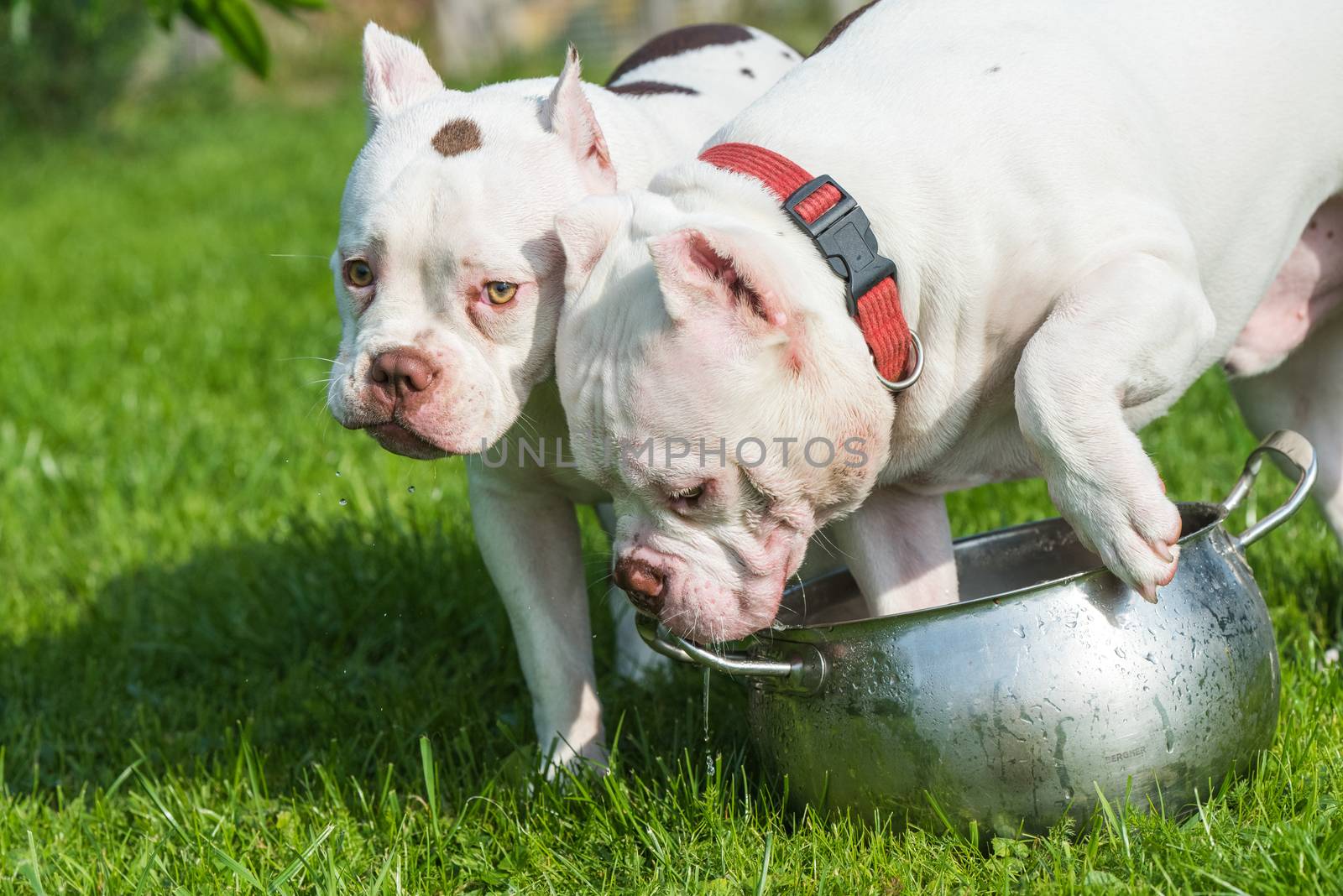 Two White American Bully puppies dogs are drinking water on green grass. Medium sized dog with a compact bulky muscular body, blocky head and heavy bone structure.