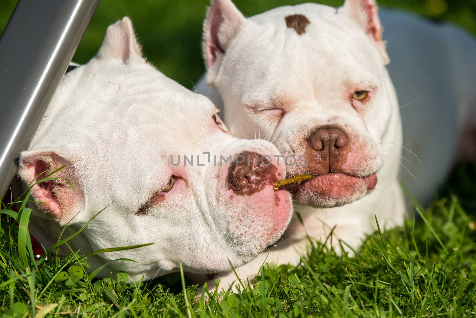 Two White American Bully puppies dogs are playing in move on nature on green grass. Medium sized dog with a compact bulky muscular body, blocky head and heavy bone structure.