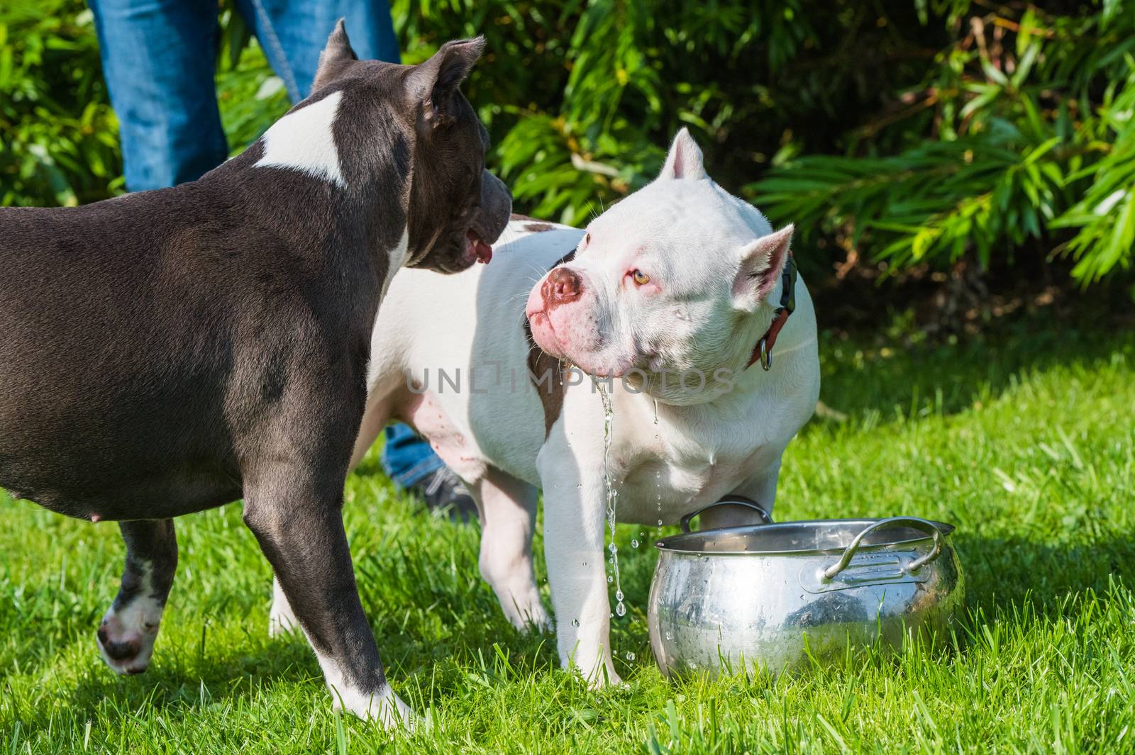 White American Bully puppy dog are drinking water on green grass. Medium sized dog with a compact bulky muscular body, blocky head and heavy bone structure.