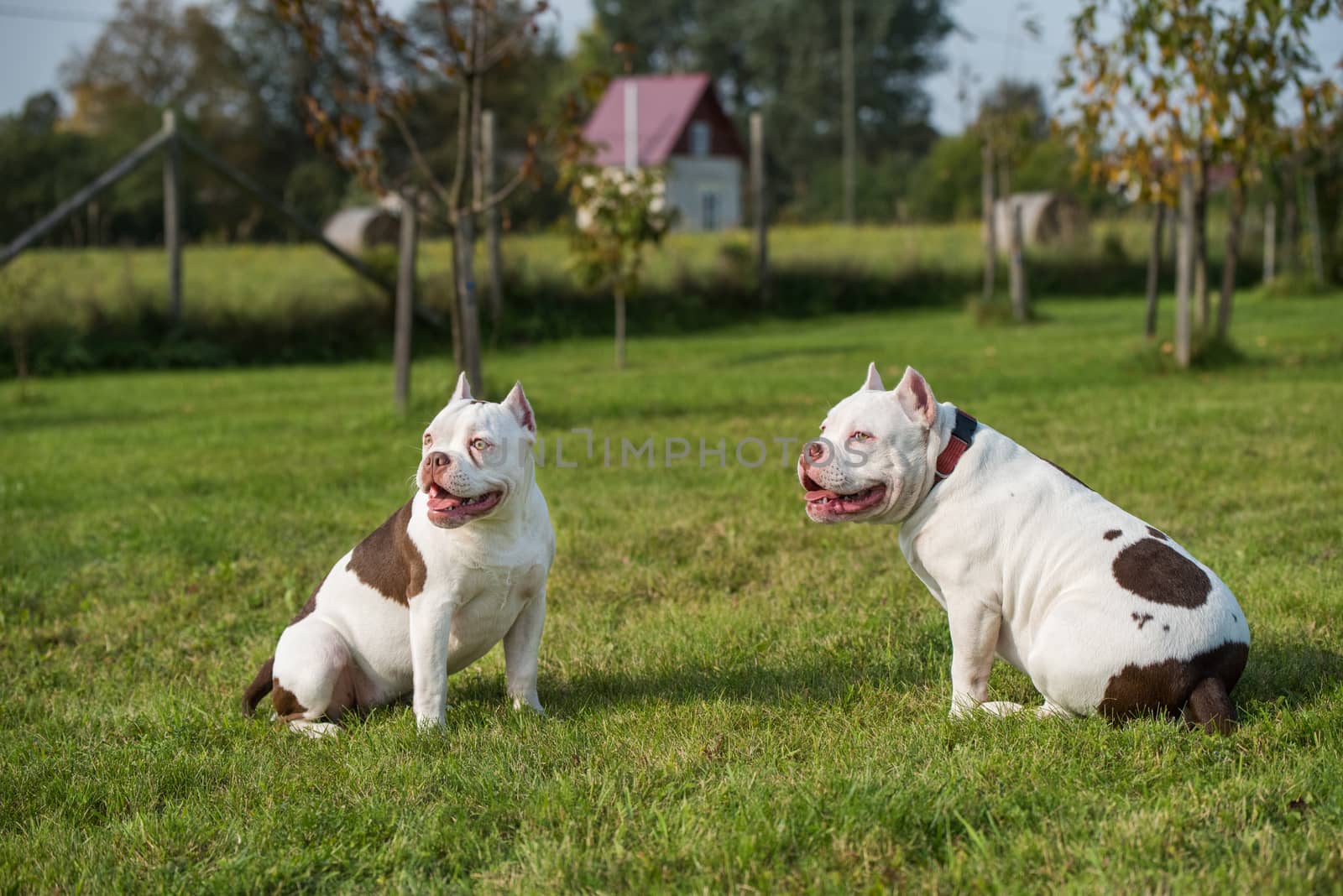 Two American Bully puppies dogs are sitting by infinityyy