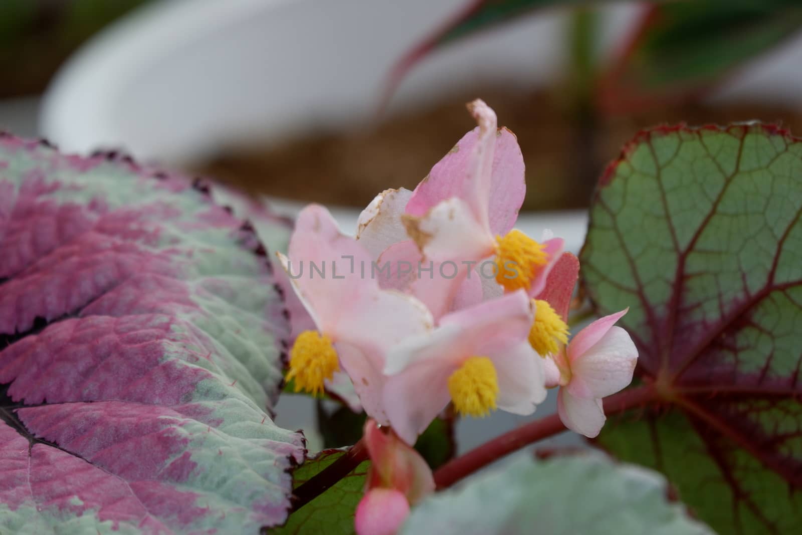 Begonia semperflorens or Wax Begonia is used as an outdoor ornamental plant. It is a compact, mounded, succulent, fibrous rooted plant with fleshy stems and green to bronze leaves