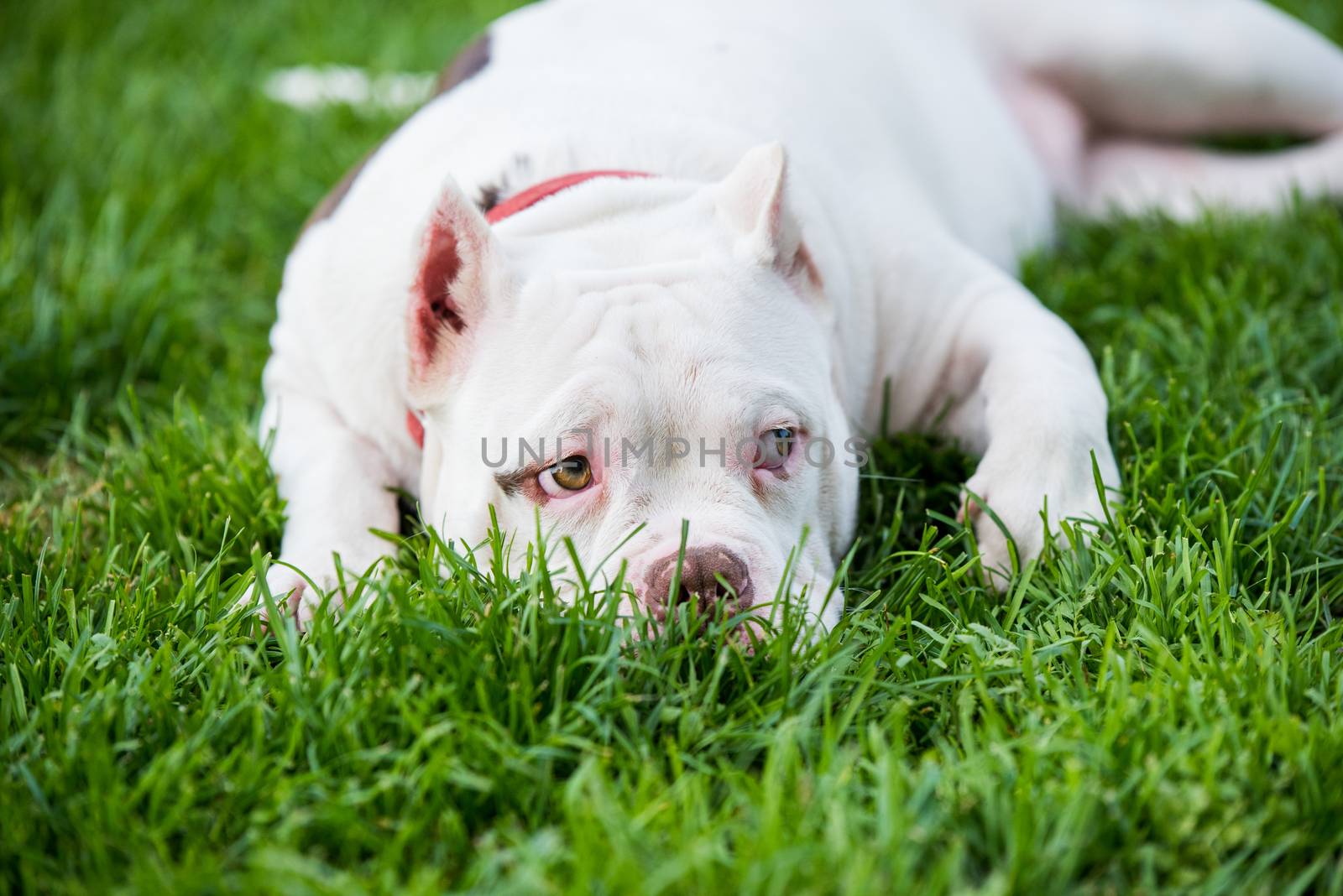 American Bully puppy dog lies on green grass by infinityyy
