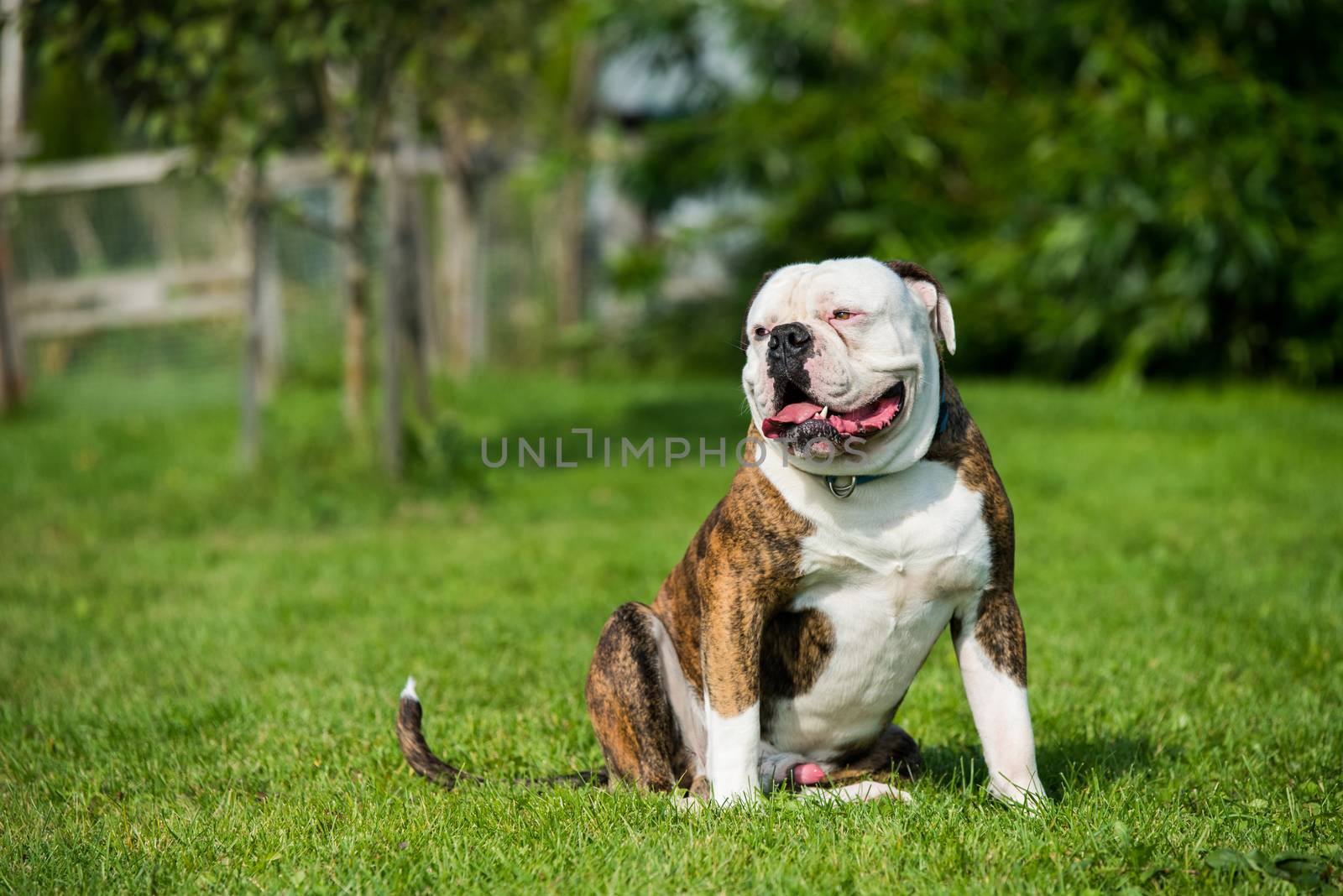 Brindle coat American Bulldog dog portrait in the yard