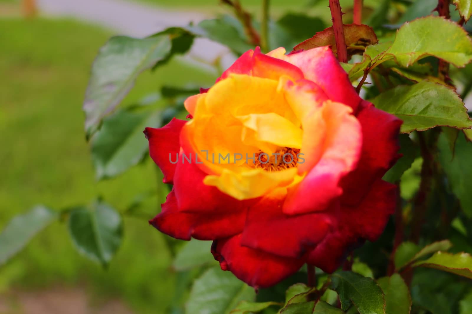 Macro, shallow depth of field image of a single red and yellow rose