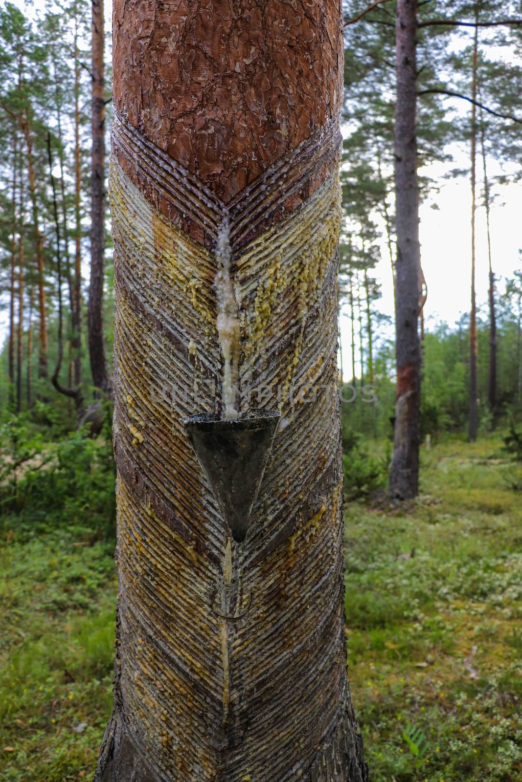 pines tree sap to get the pine resin. by kip02kas