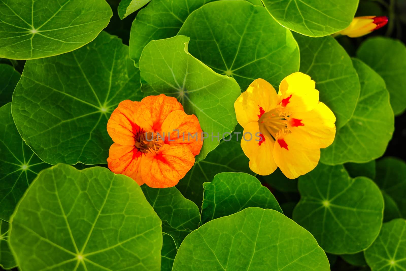 Bright orange nastursiums flowering in country garden. by kip02kas