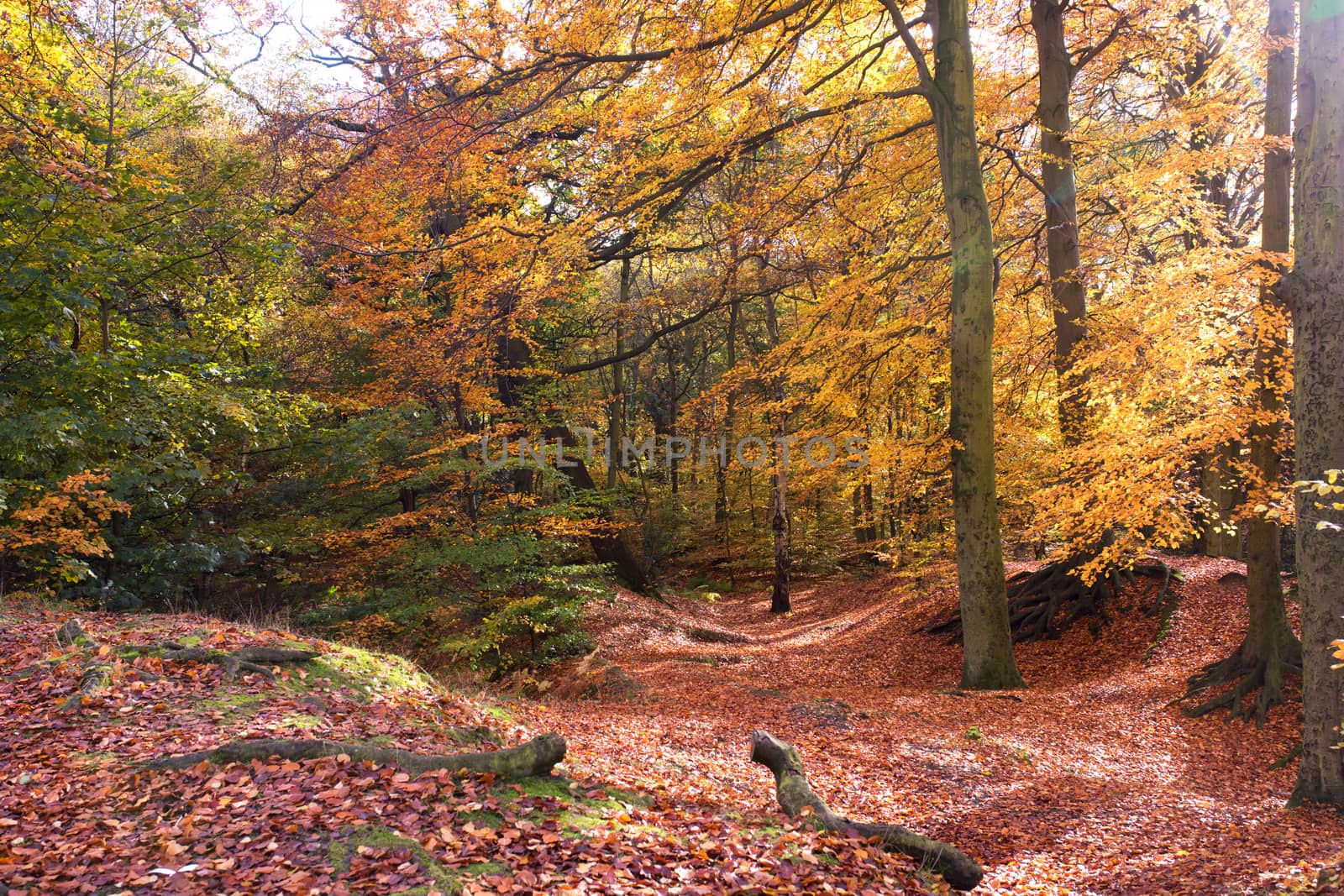 Colorful autumn forest in the autumn