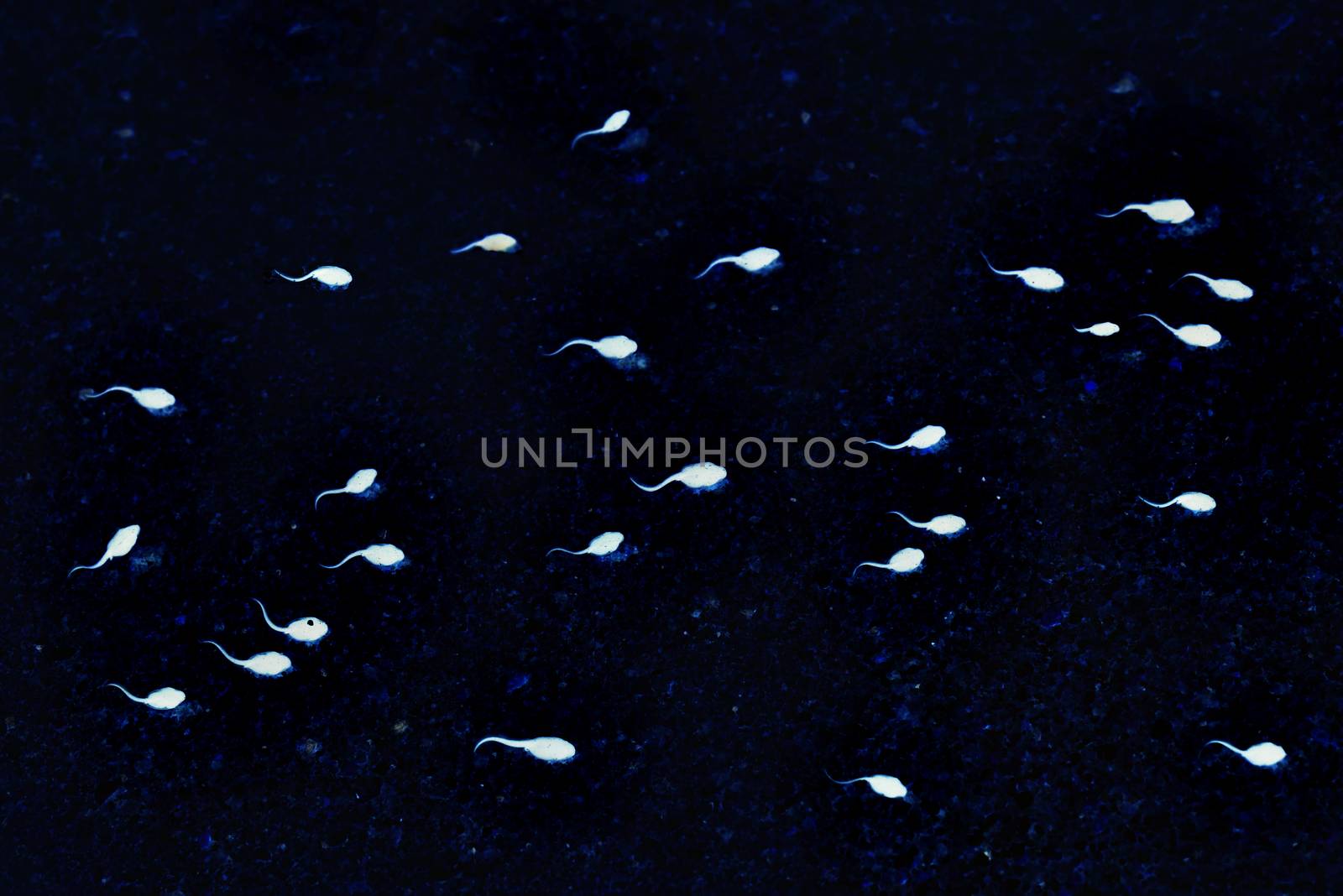 Spermatozoa on dark background. White sperm illustration