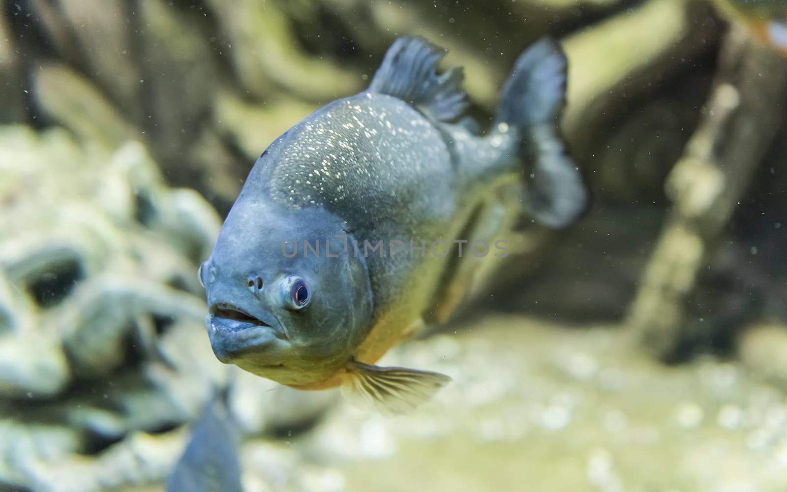 Closeup of a tropical piranha fish underwater in aquarium environment. Aka man-eating piranha