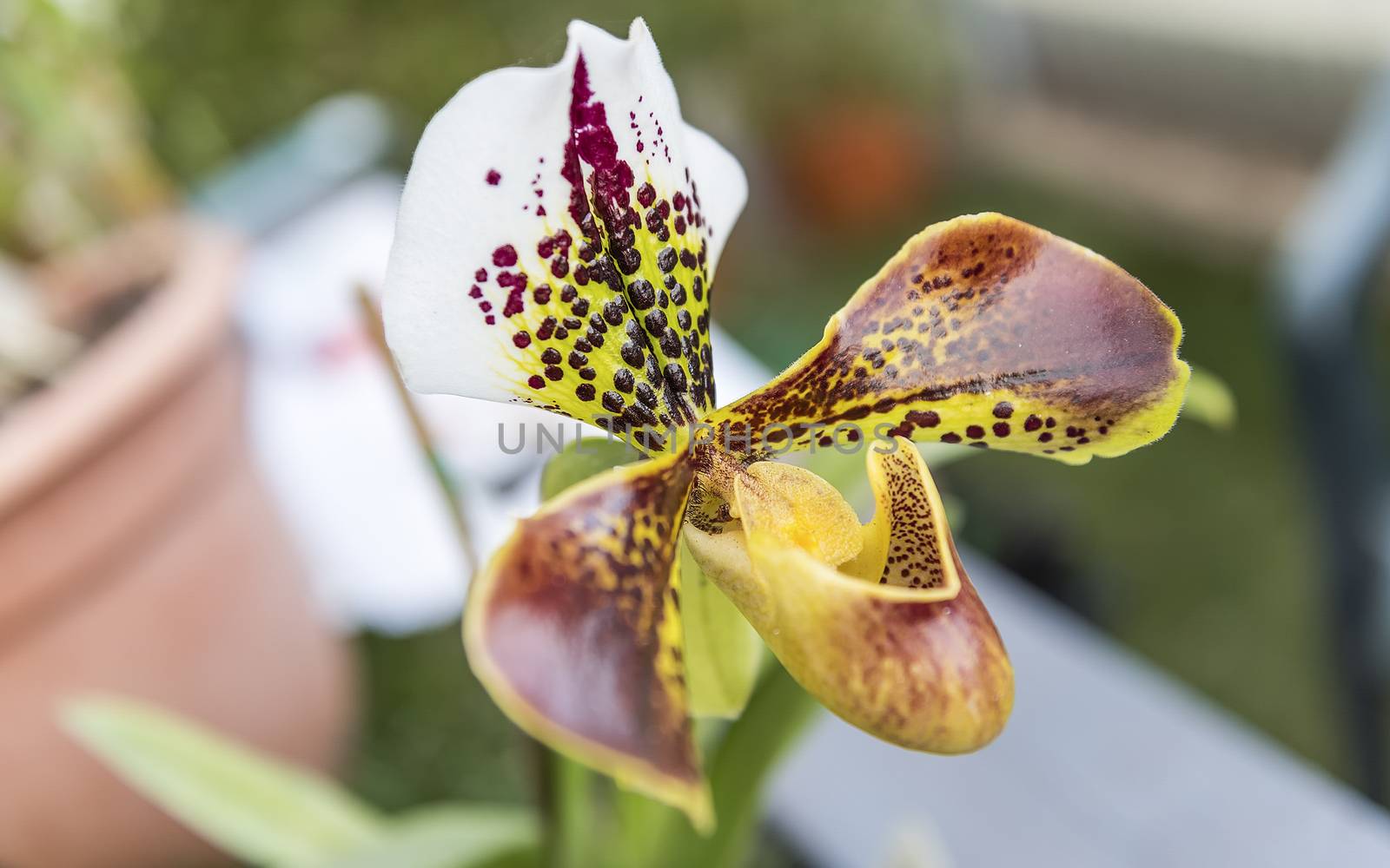 Beautiful hybrid phalaenopsis orchid by marcorubino