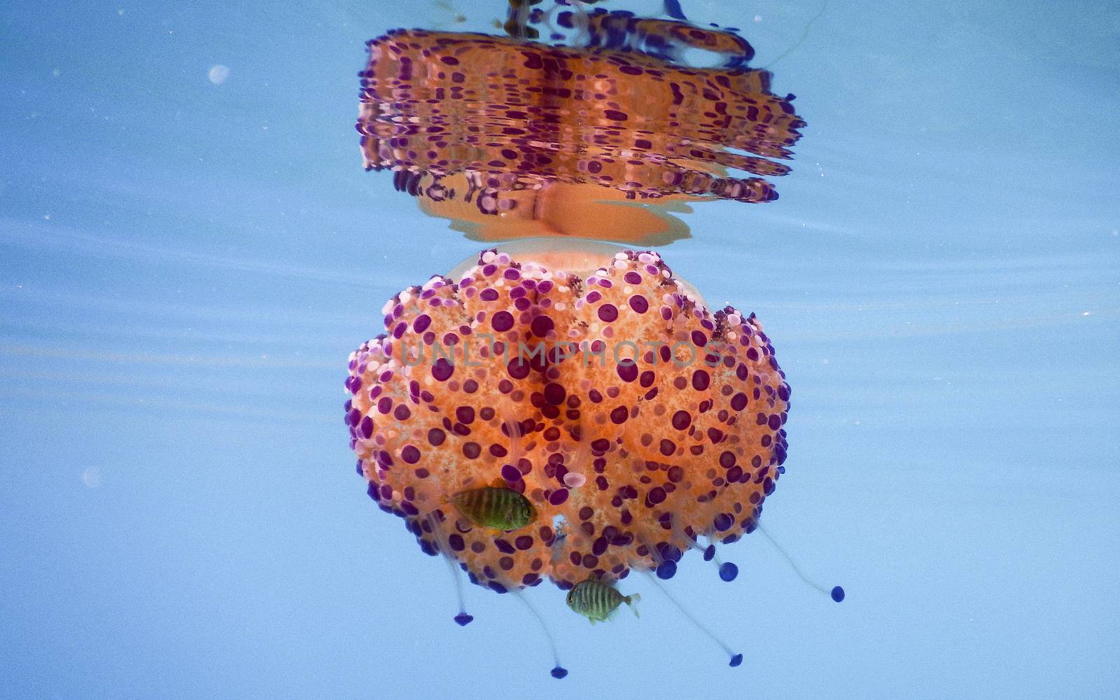 Cotylorhiza tuberculata also known as Mediterranean jelly or Fried Egg jellyfish in Mediterranean Sea, Italy