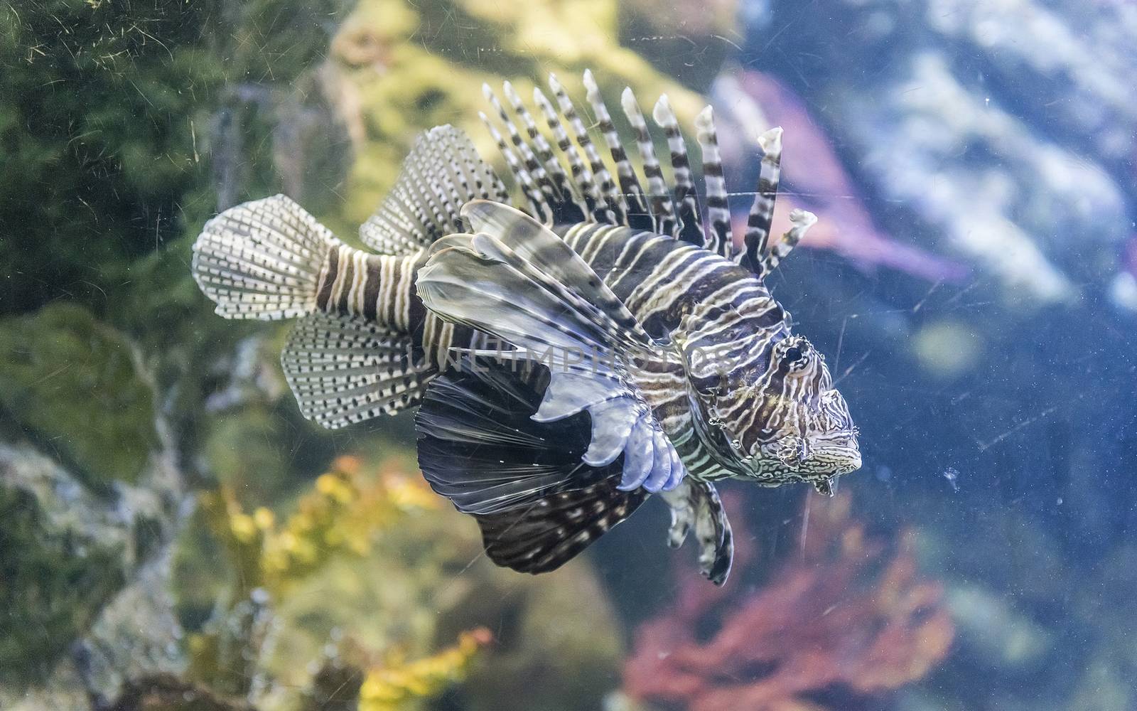 Closeup of a lionfish in aquarium environment by marcorubino