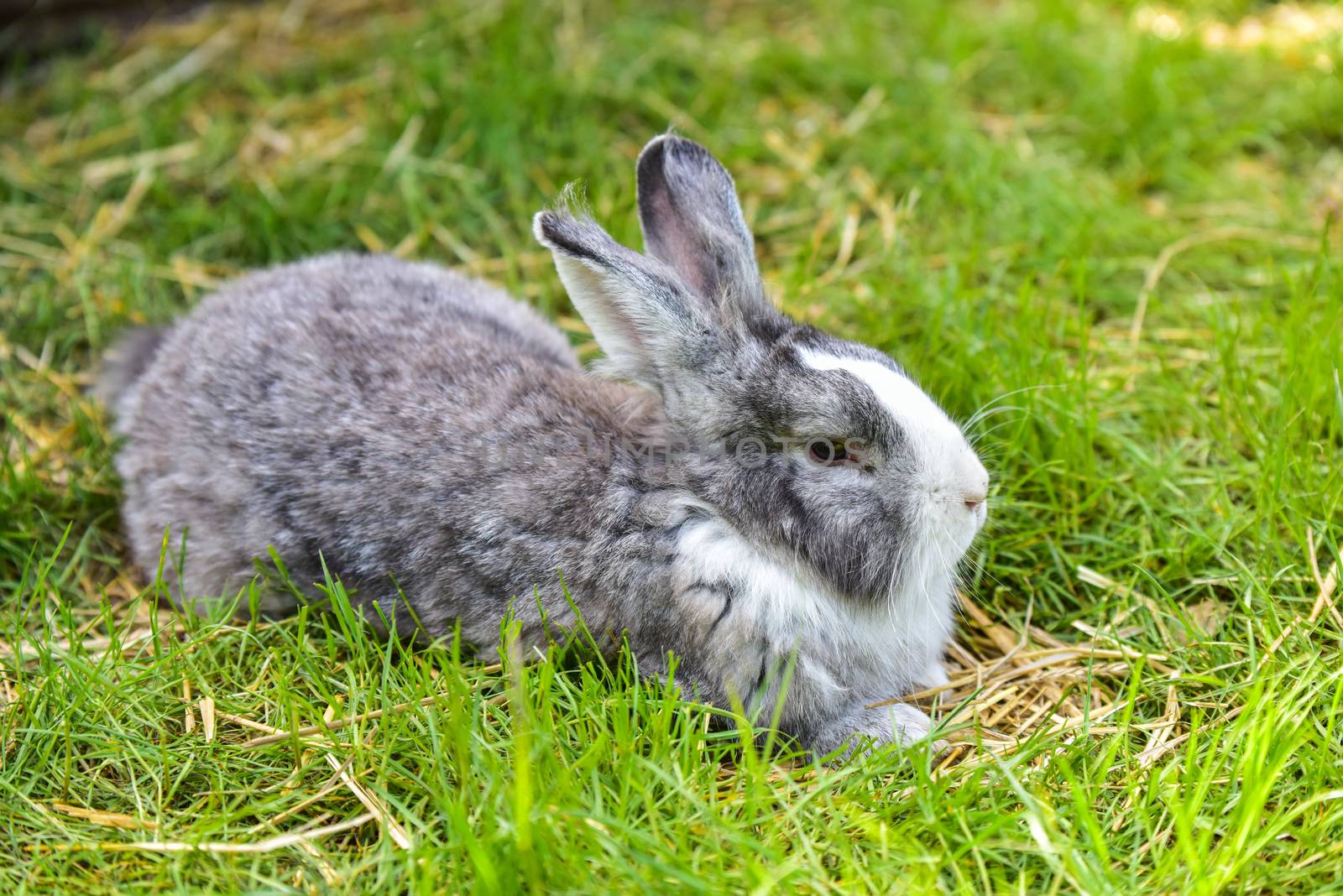 Gray bunny sitting on green grass. Large adult grey hare with long ears in full growth on green grass. Rabbit eating on a green grass lawn.