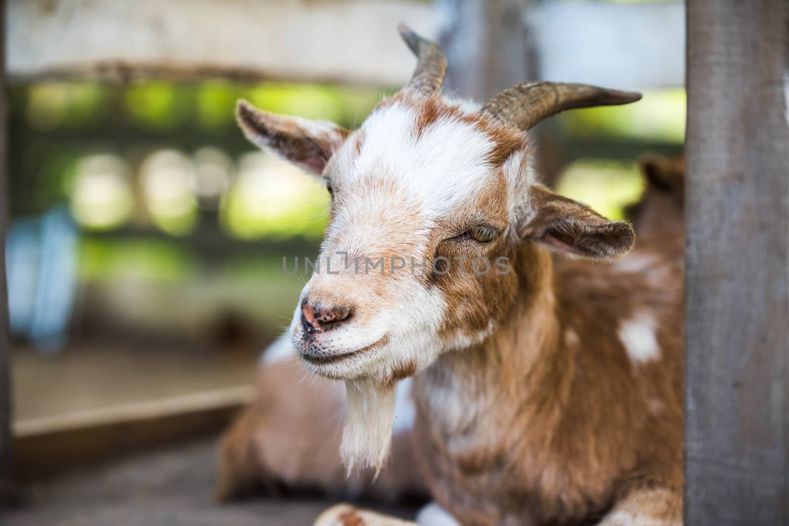 Mother Goat resting outside on a farm. Goat with horns portrait.