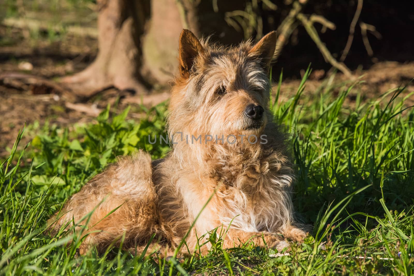 red mixed breed dog escapes the heat in the shade on green grass