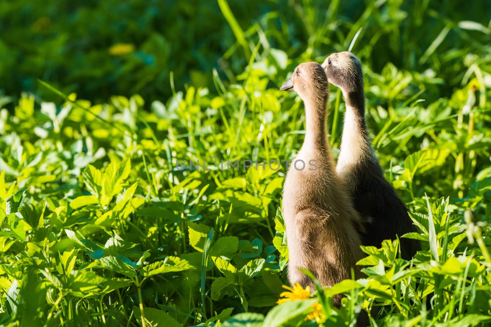 Two Little domestic gray duckling sitting in green grass.