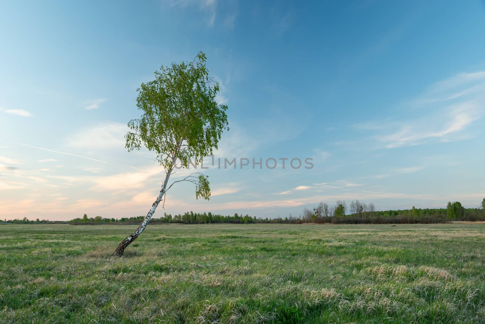 Lonely birch tree with leaves on the meadow, spring evening view