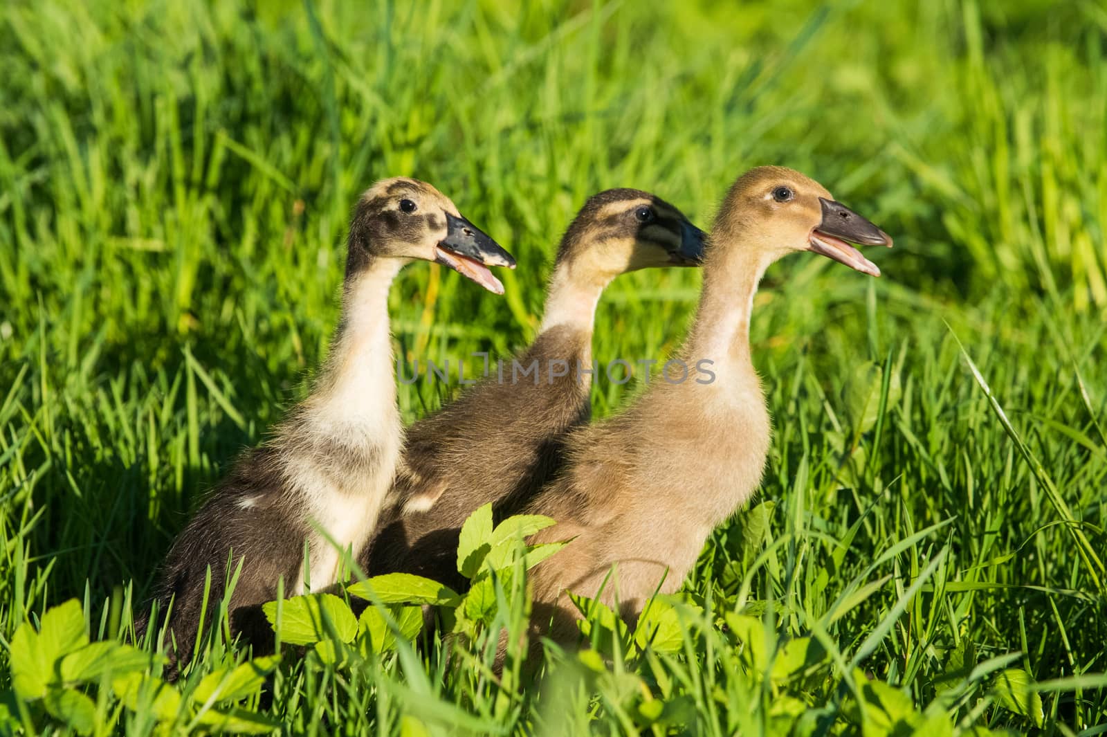 Three Little domestic gray duckling sitting in green grass.