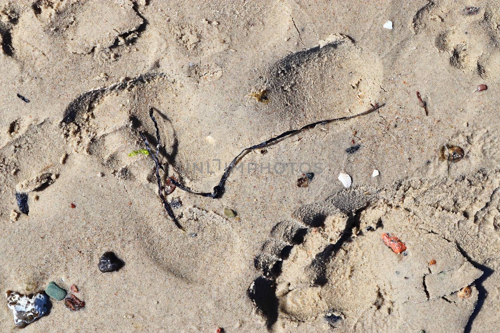 Beautiful detailed footprints in the sand of a beach during summer. Copy space background.