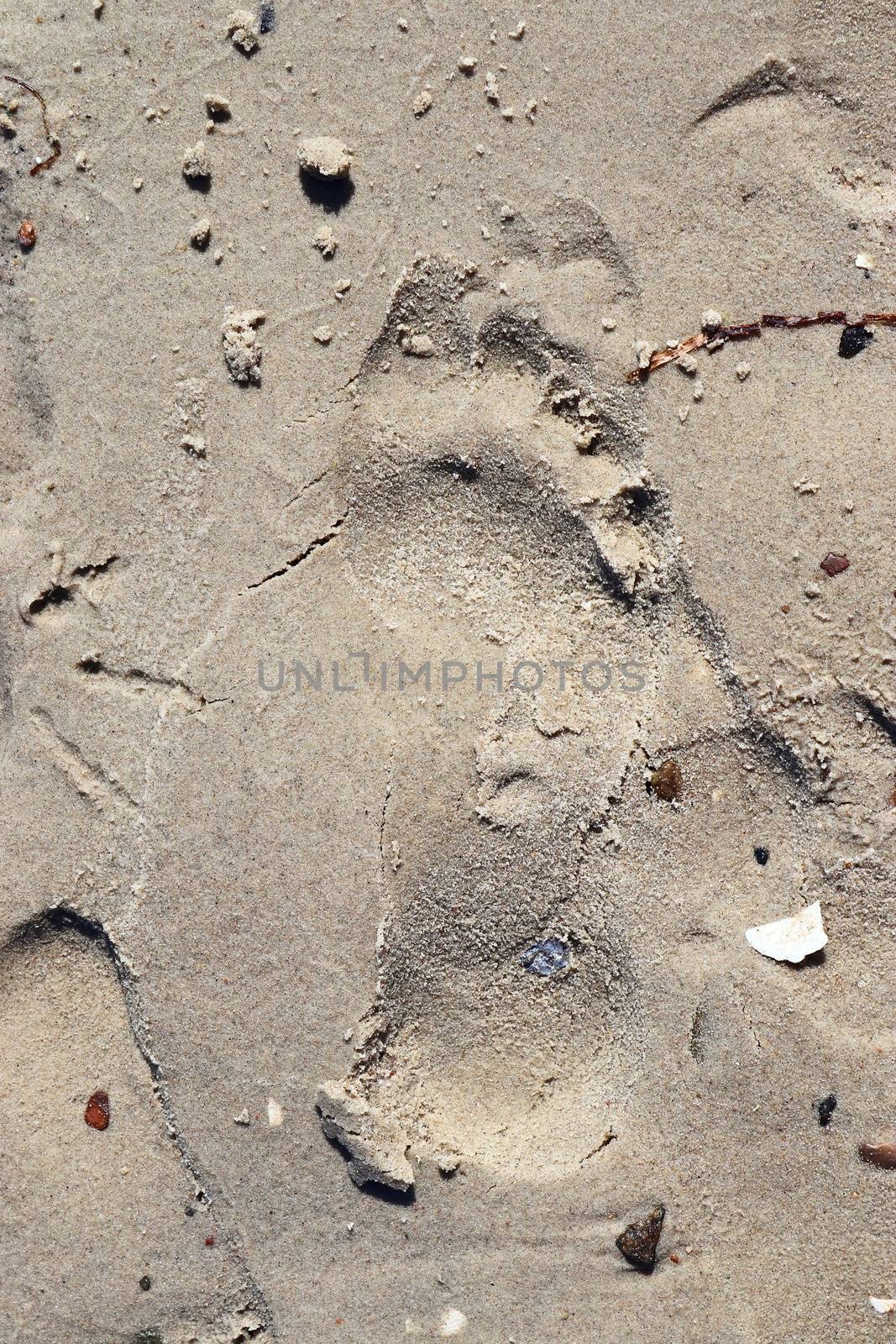 Beautiful detailed footprints in the sand of a beach during summer. Copy space background.