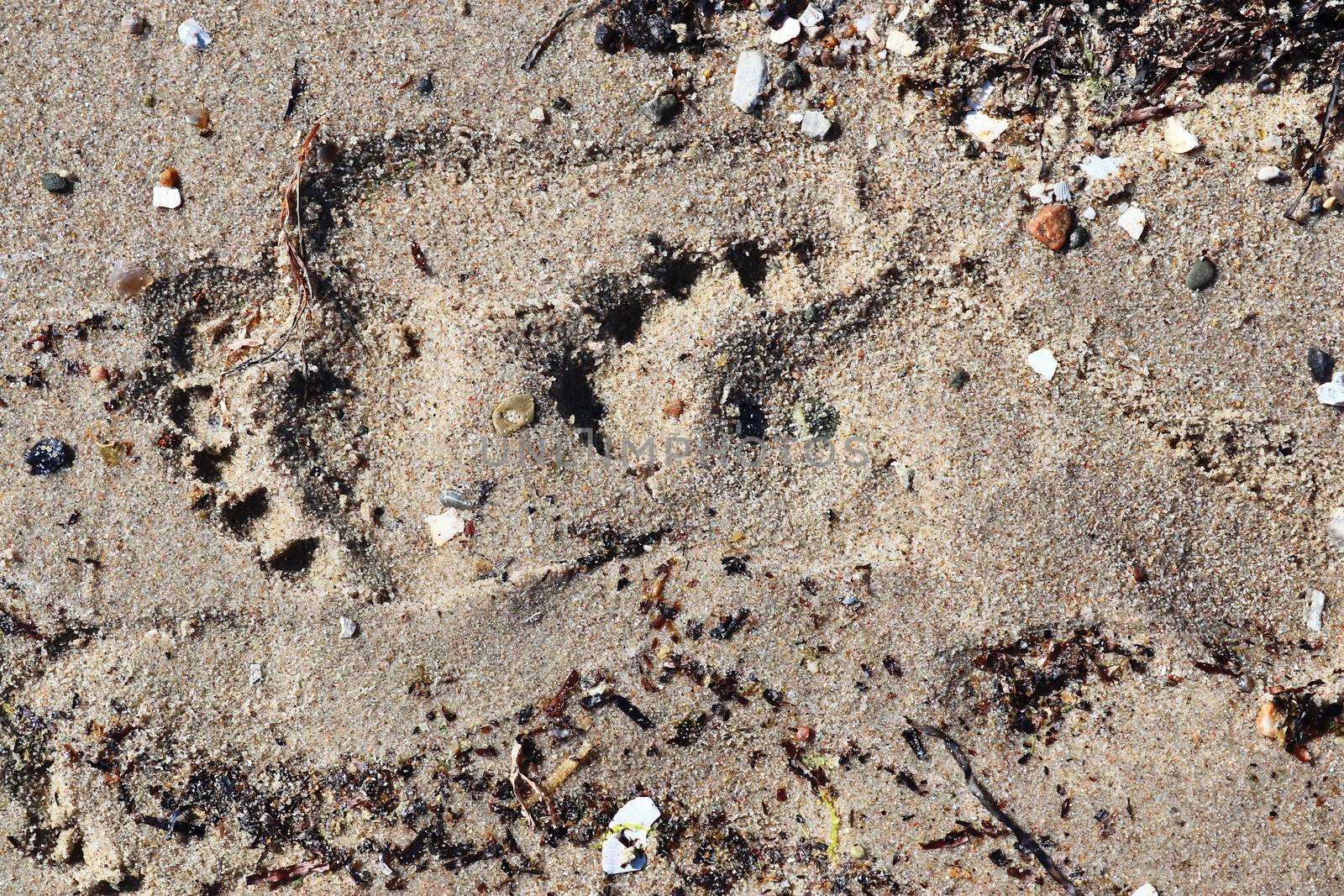 Beautiful detailed footprints in the sand of a beach during summer. Copy space background.